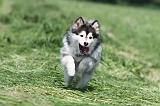CHIEN FINNOIS DE LAPONIE 135